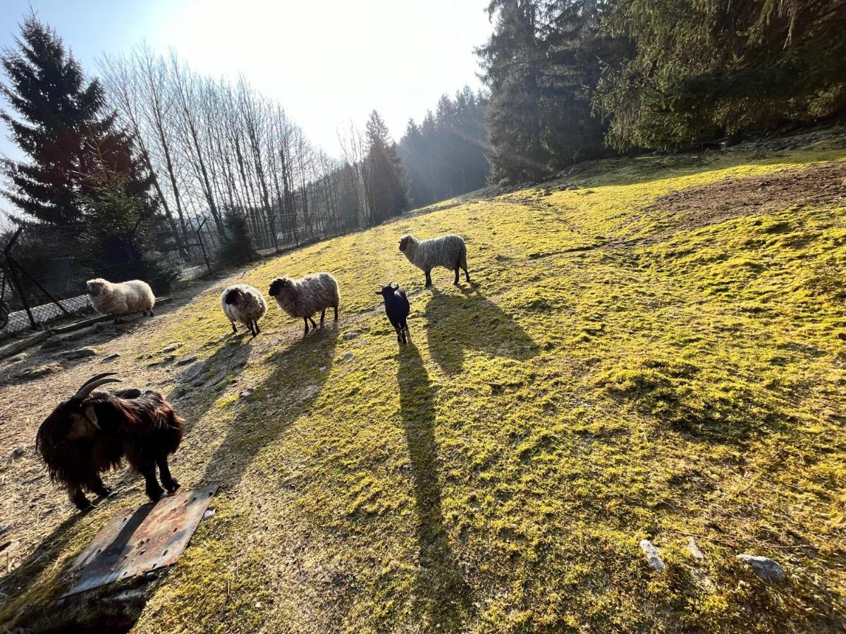 Ferme Des Jonquilles 15P - Billard, Ps4, Salle De Sport Gérardmer Екстериор снимка